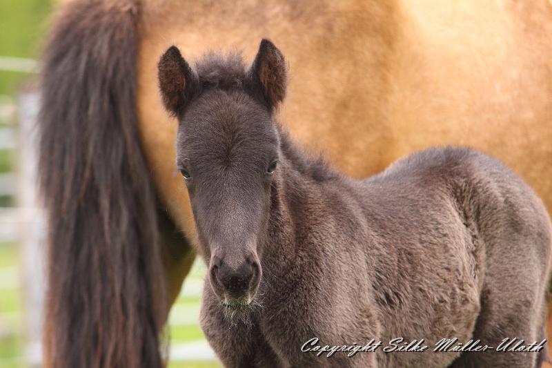 Konstantin o.JPG - Konstantin von Heidmoor 2 Tage alt